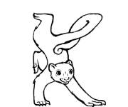 Coloriage Animal Kinkajou forme la lettre K