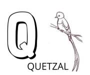 Coloriage Lettre comme quetzal