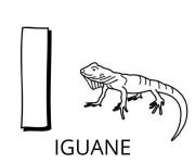 Coloriage Lettre I comme dans Iiguane