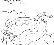 Coloriage Lettre Q comme dans Quail