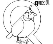Coloriage et dessins gratuit Lettre Q pour Quail à imprimer