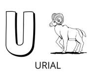 Coloriage Lettre U comme dans Urial