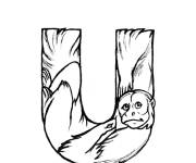 Coloriage U pour Uakari alphab&egrave;te pour animaux