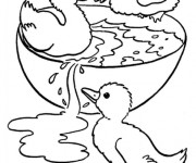 Coloriage Petits Canards de Ferme