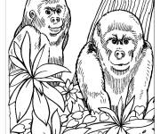 Coloriage Gorilles dans la jungle