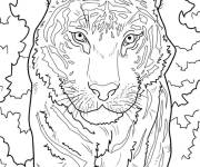 Coloriage Le tigre qui fait peur