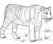 Coloriage Le tigre stylis&eacute;