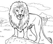 Coloriage Lion, le roi de la jungle