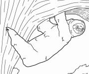 Coloriage Paresseux grimpant &agrave; un arbre dans la jungle