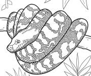 Coloriage Serpent de la jungle d&eacute;taill&eacute;