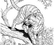 Coloriage Tigre animal de la jungle
