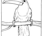 Coloriage Toucan animal de la jungle