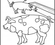 Coloriage Cochons de Ferme