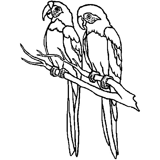 Coloriage Oiseaux exotiques à découper