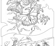 Coloriage Papillons multicolore en plein air