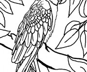 Coloriage Perroquet sur l'arbre