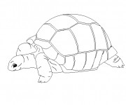 Coloriage Tortue de mer stylisé