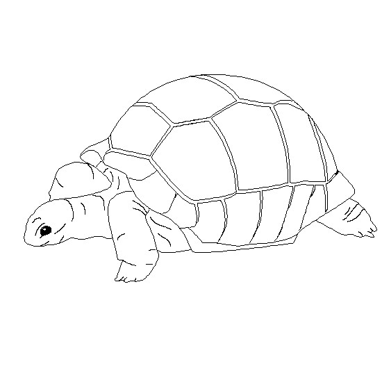 Coloriage Tortue De Mer Stylisé Dessin Gratuit à Imprimer