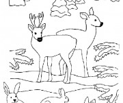 Coloriage Animaux de For&ecirc;t &agrave; t&eacute;l&eacute;charger