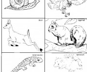 Coloriage Animaux Forêt classés