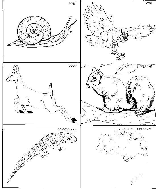 Coloriage Animaux Forêt Classés Dessin Gratuit à Imprimer