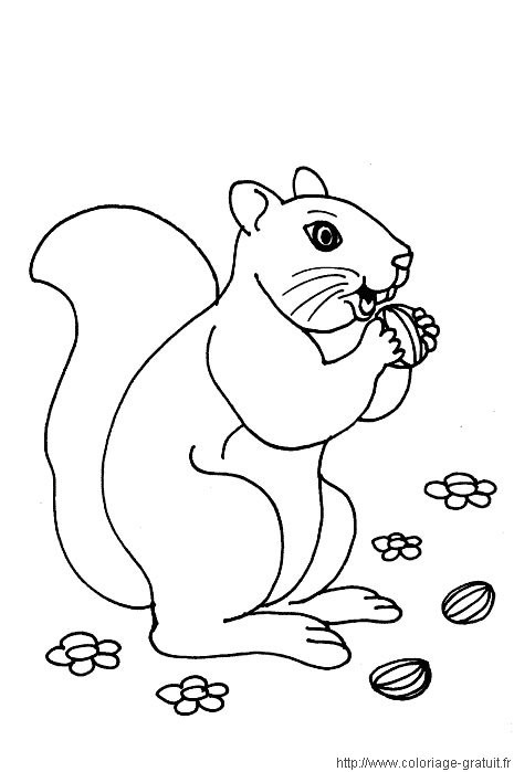 Coloriage Animaux De La Foret A Imprimer