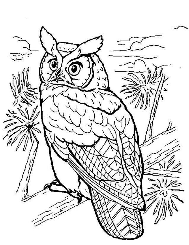 Coloriage Paysage de Hibou dans La Forêt dessin gratuit à imprimer