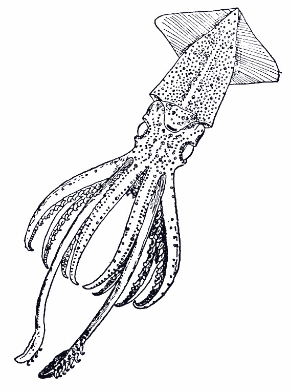 Coloriage Animaux Marins A Imprimer Gratuit