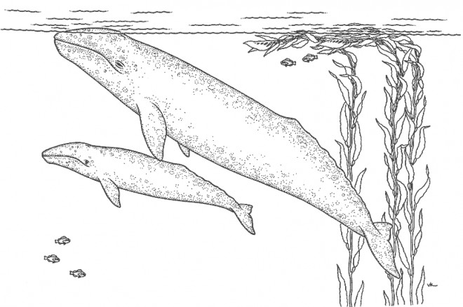 Coloriage Baleine Et Son Bébé Dans Leau