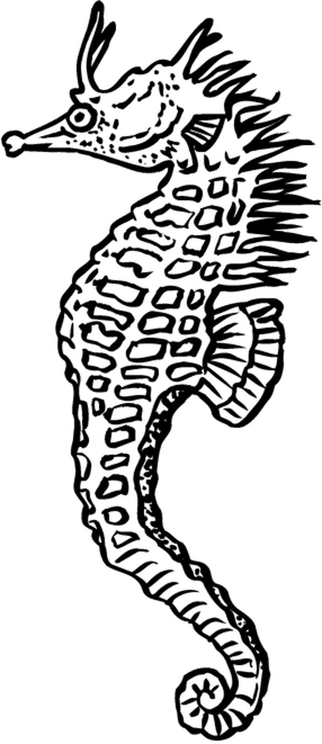Coloriage et dessins gratuits Cheval de Mer vecteur à imprimer