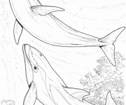 Coloriage Dauphin au Fond Marin