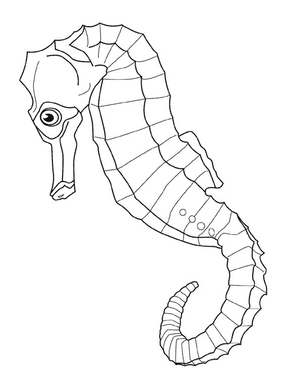 Coloriage Hippocampe De Mer Couleur Dessin Gratuit à Imprimer