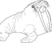 Coloriage et dessins gratuit Le Morse Animaux Marins à imprimer