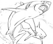 Coloriage et dessins gratuit Requin réaliste à imprimer