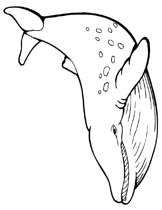 Coloriage et dessins gratuits Une Baleine de Mer en couleur à imprimer