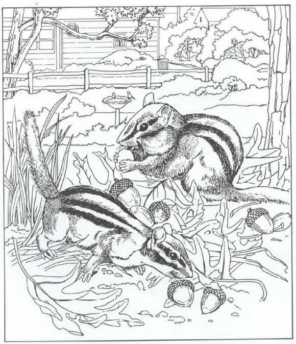 Coloriage Animaux Sauvages 46 dessin gratuit à imprimer