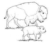 Coloriage Bisonne et son bébé