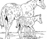 Coloriage Chevaux Sauvages en Amérique