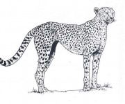 Coloriage Guépard couleur