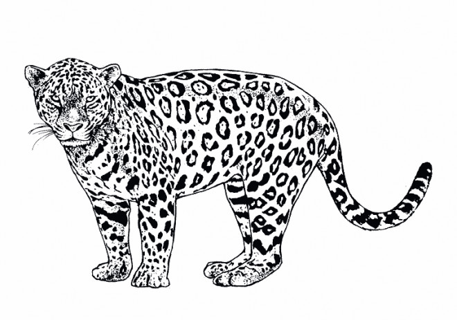 guepard realiste