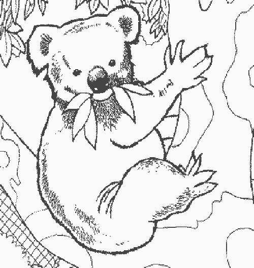 Coloriage Animaux Sauvage A Imprimer