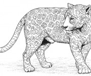 Coloriage panth&egrave;re d'afrique