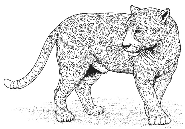 Coloriage Animaux Sauvages gratuit à imprimer liste 20 à 40