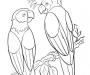 Coloriage Perroquets sauvages maternelle