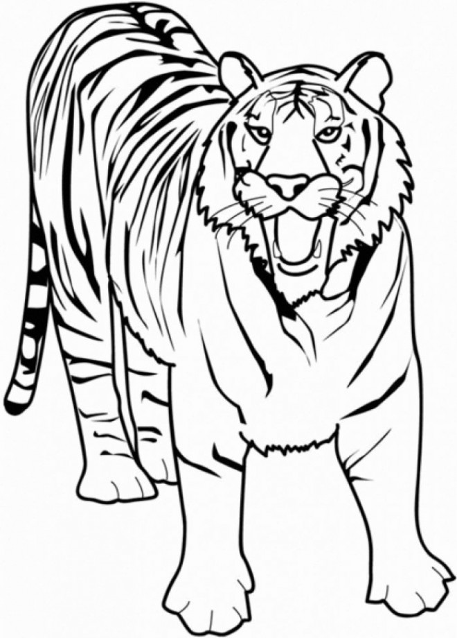 Coloriage Tigre Chasseur Dessin Gratuit à Imprimer