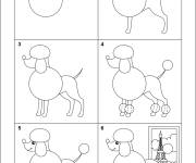 Coloriage Comment dessiner un caniche &eacute;tape par &eacute;tape