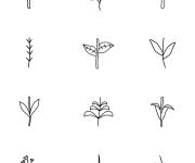Coloriage Terminez les plantes