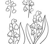 Coloriage et dessins gratuit Dessin facile de Muguet à imprimer
