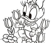 Coloriage et dessins gratuit Bébé Daisy Duck dans le jardin à imprimer
