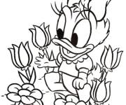 Coloriage et dessins gratuit B&eacute;b&eacute; Daisy Duck dans le jardin à imprimer